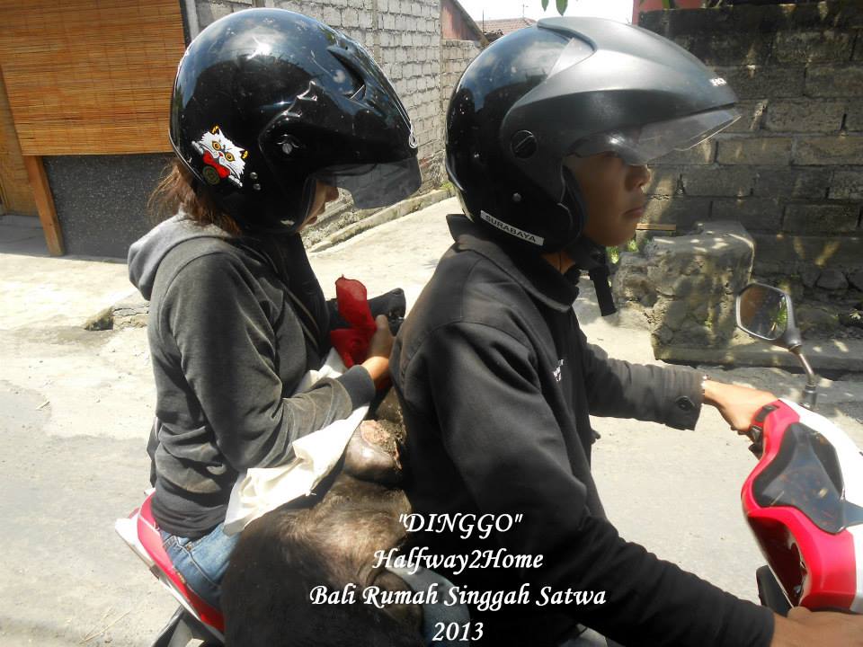 Bali Dog Rescue - Dinggo