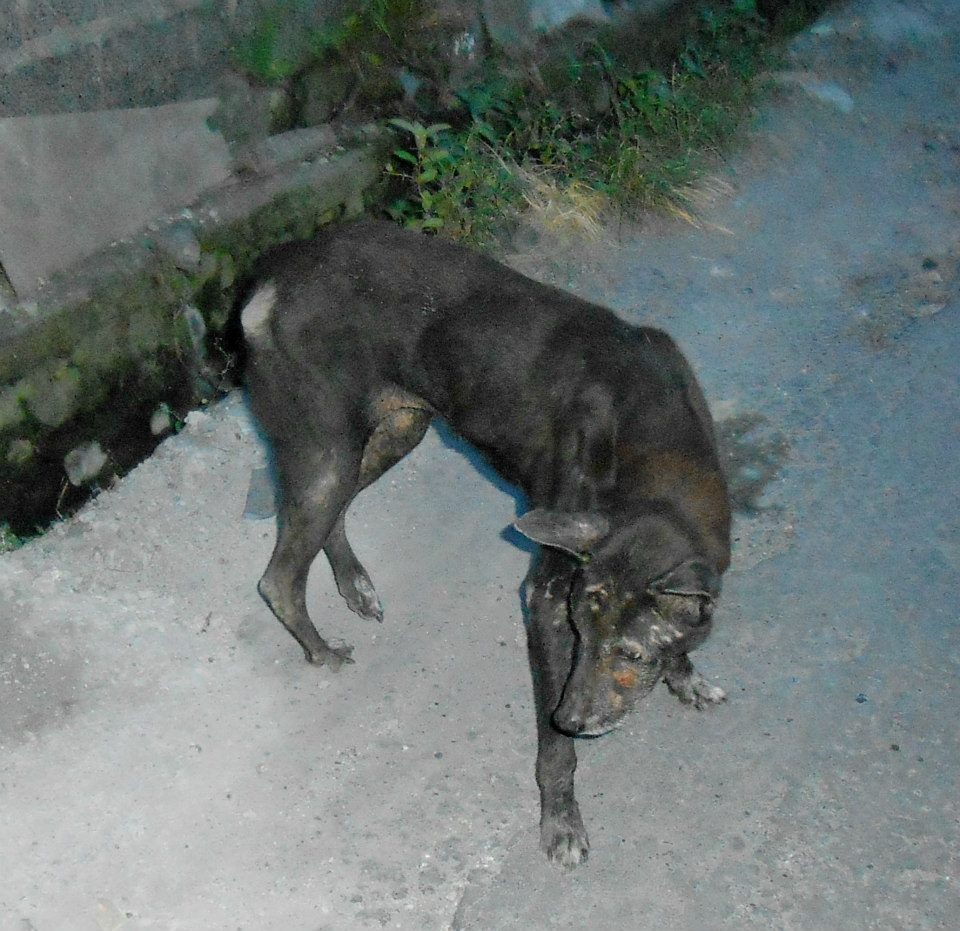 Bali Dog Rescue - Dinggo