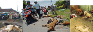 Bali Dog Rescue
