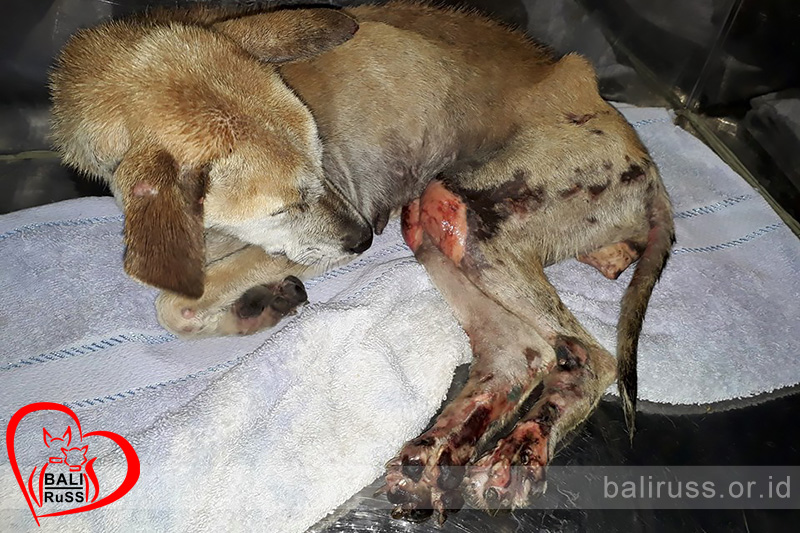Lulu - Bali Dog Rescue